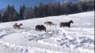 Horses playing in snow like kids... Crazy !