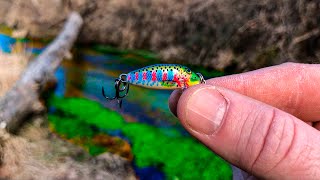 It&#39;s ILLEGAL to Keep this Rare TROPHY Fish!!! (Tiny Creek Monster!)