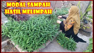 MODAL SAMPAH DAUN KERING KANGKUNG DI BEDENGAN MINIMALIST TUMBUH SUBUR HASIL MELIMPAH PENUH BERKAH