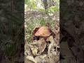 BOLETUS DE PRIMAVERA 2025 #mushroom #nature #fungi #photography #castillayleon #naturaleza #wildlife