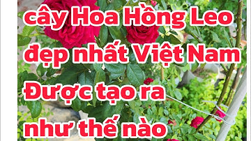 Het proces van het creëren van de mooiste klimroos in Vietnam