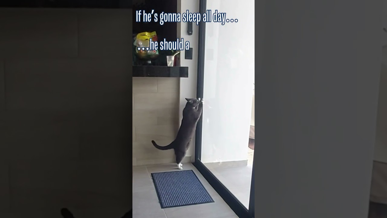 If he’s gonna sleep all day… he should at least help clean. If he’s gonna sleep all day… he should at least help clean.