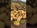 #garden #gardening #planting #farming #agriculture #vegetablegarden #    538820