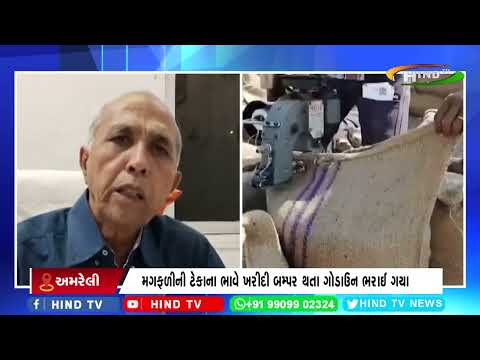 અમરેલી ટેકાના ભાવે ખરીદાયેલી મગફળીના કેન્દ્રોના મેદાનમાં પડી