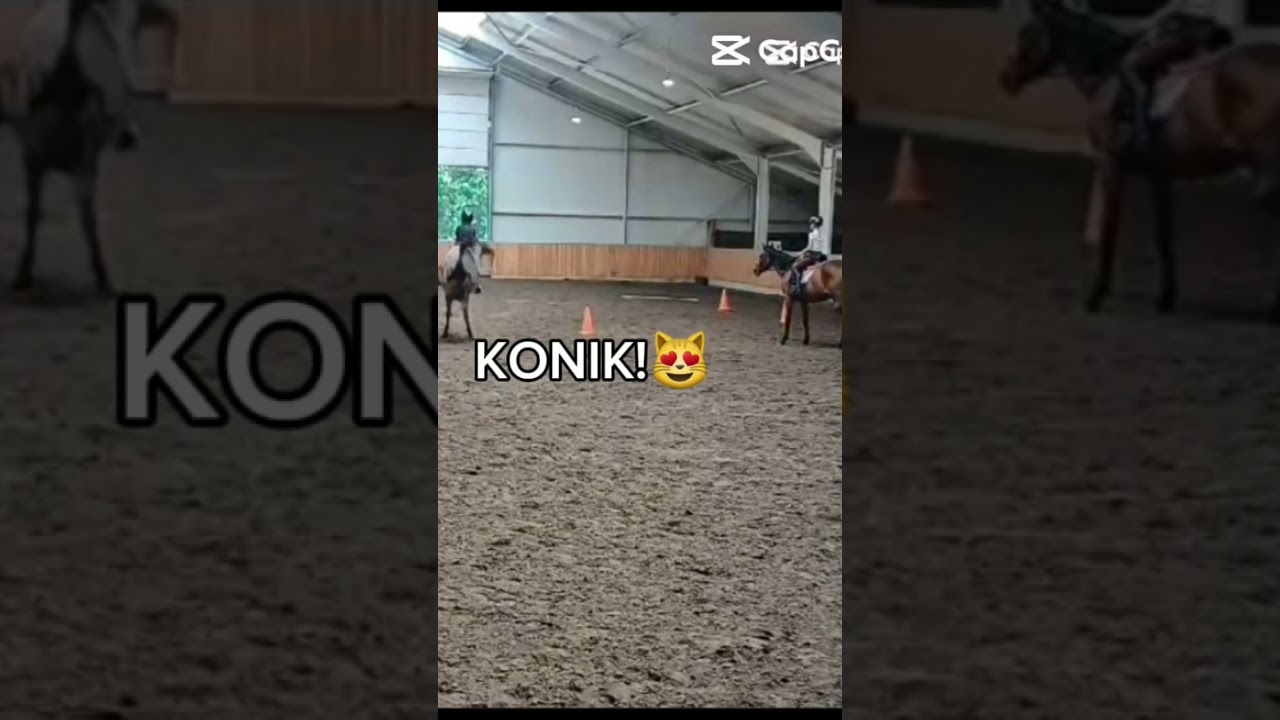 Konik🤣💅❤