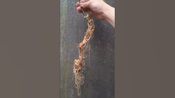 1 củ sâm rừng quá víp 58 gam giá 8 triệu thôi ạ mời các bác tẩm bổ Zalo 0377965679 e Nguyệt nhé