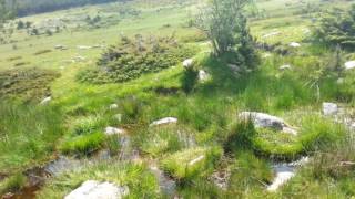La llanura del puerto de Canencia Madrid (muchas ranas y grillos)