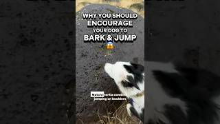 Why you should *encourage* your dog to BARK & JUMP 😲 #dogtrainer #dogtraining #puppytraining #dogs