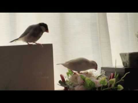 文鳥動画 Java sparrow 白黒文鳥日記　二人は仲良し