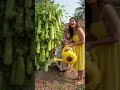 The old grandfather's gourd blew everyone in the neighborhood away. #VillageLife​ #DadaJi​ #short