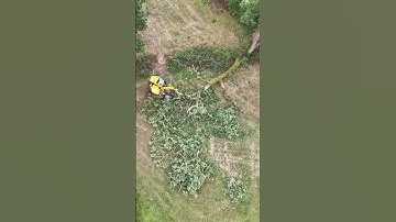 Fallen tree processing after being damaged #tree #treework #arborist #drone #trees #jcb #jcblovers