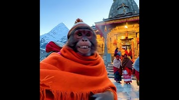 Monkey Vlogging in Kedarnath #ai #viralvideo#trending#monkeyvlog #monkey #kedarnath#shortsvideo