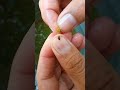 Nakakagulat ito monggo may insekto sa loob viral  viraltrending