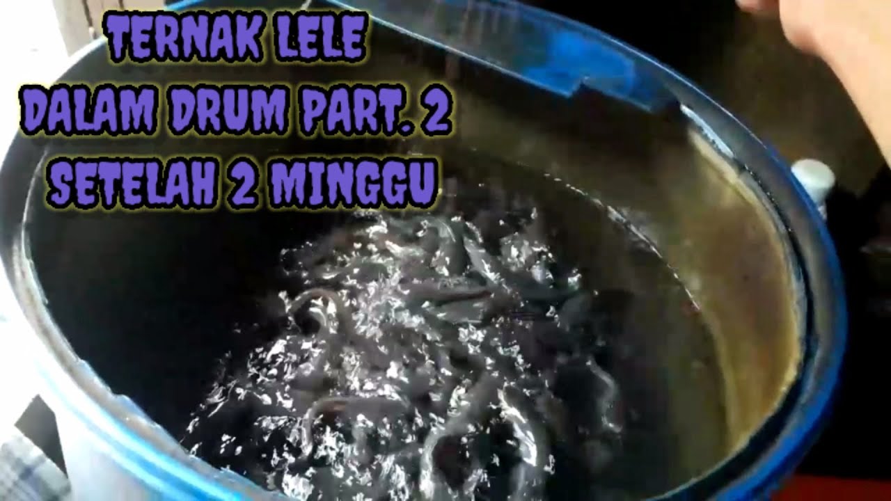 Ternak lele dalam drum part.2 setelah 2 minggu 