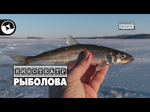 Зимняя рыбалка. Корюшка дальневосточная | Кинотеатр рыболова