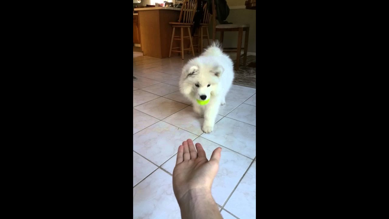 samoyed ár