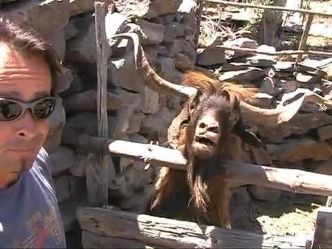 man-argues-with-spitting-goat