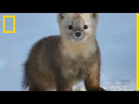 Vidéo: Comment Attraper Une Zibeline