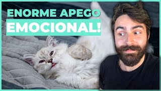 Os 10 Sinais Que Seu Gato Tem Uma FORTE LIGAÇÃO Com Você!