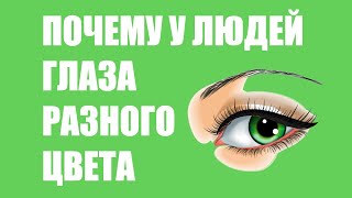 Почему у людей глаза разных цветов?