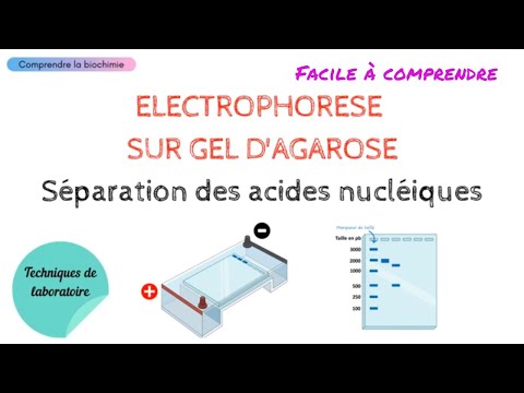 Vidéo: A quoi sert l'électrophorèse sur gel ?