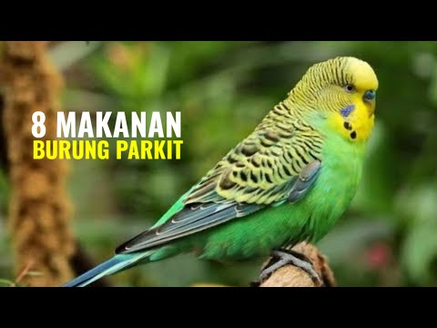 8 Makanan Terbaik Burung Parkit