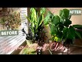 Spring MASSIVE Indoor Plant Clean Up &amp; Organization