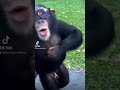 Macaco estiloso #monkey #fun #funnymonkey #shorts #youtubeshorts #foryou  #follow #videosengra&ccedil;ados