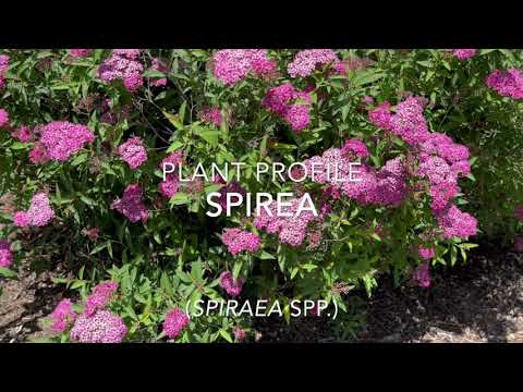 Video: Favoritblommadlare - grå spirea. Spirea. Funktioner av vård