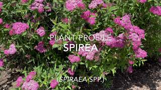 Spirea Plant Profile Thumb