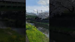 満開の桜と残堀川の鉄橋を渡るE353系特急電車 立川～日野 2024年4月7日