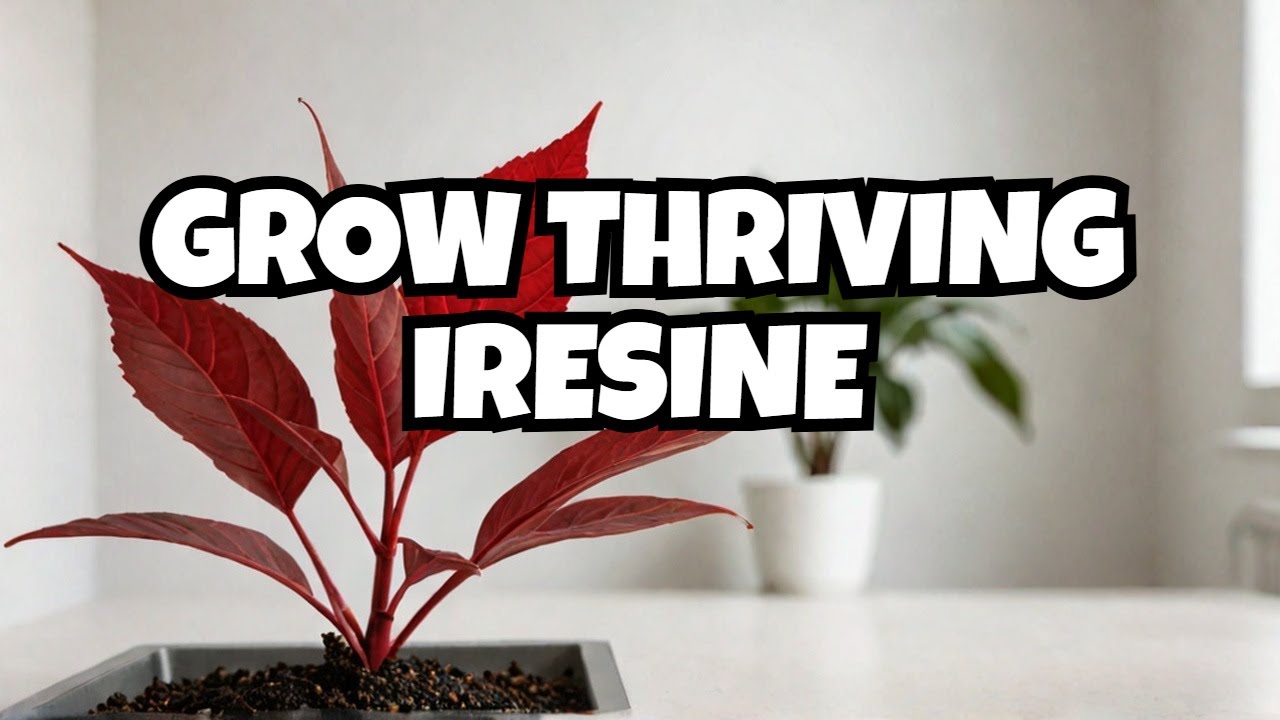 Iresine Herbstii Care |How to Care for Bloodleaf Plant