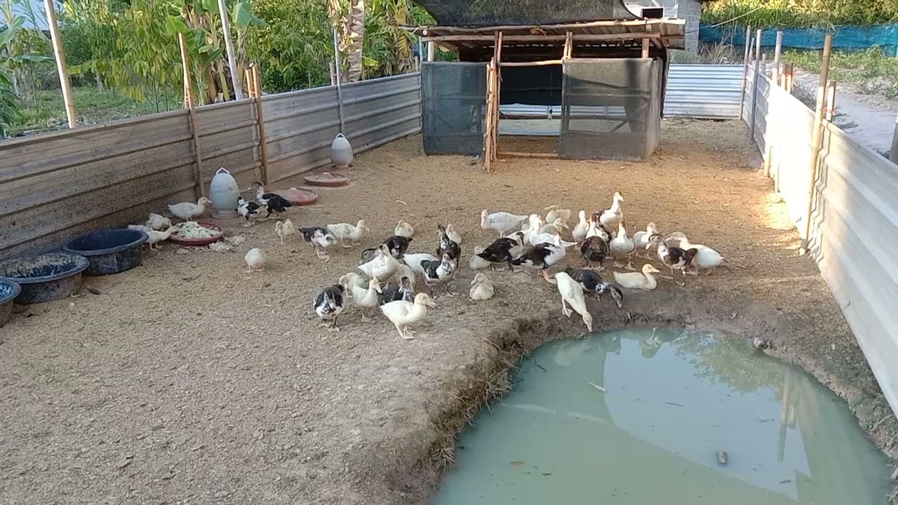 เลี้ยงเป็ด🦆🦆ระยะที่เป็ดกินเศษอาหารได้
