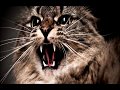 Download Кошки. Народные приметы и поверья. Кошки. Народные приметы и поверья.