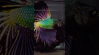 🌈🐟 Rainbow Betta Fish – Nature's Living  ✨#RainbowBetta #BettaFish #BettaFishLov#viral #shorts