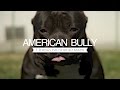 AMERICAN BULLY FIVE THINGS YOU SHOULD KNOW