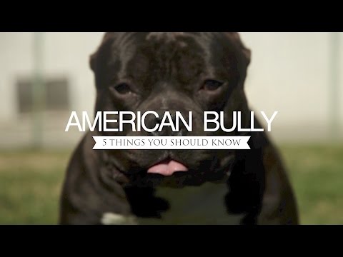 american-bully-five-things-you-should-know