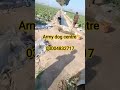 Army dog centre Rawalpindi#Kashmir#Peshawar#khoji dog ka number#fauji dog#03004832717