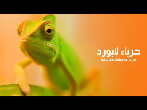 حرباء لابورد عملاقة براري مدغشقر التي تعيش أربعة أشهر ثم تموت كويست عربية Quest Arabiya