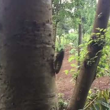 #Dunia hewan ,Suara gareng