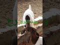 وقت المرح لصغار ماعز البور 