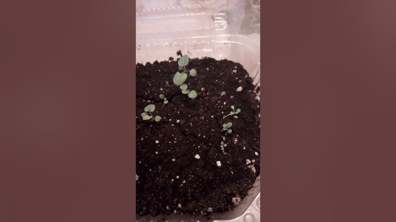 мальва рассада. всходы мальвы. мальва махровая рассада. всходы мальвы из семян. когда сажать шток розу на рассаду семенами.