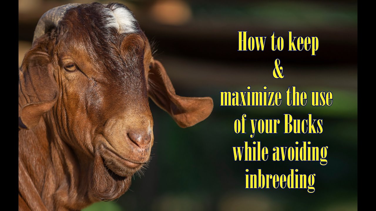 How to keep & maximize the use of your Bucks while avoiding inbreeding ...
