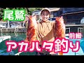 【釣り】アカハタを狙う！前編　#釣り　#釣りガール