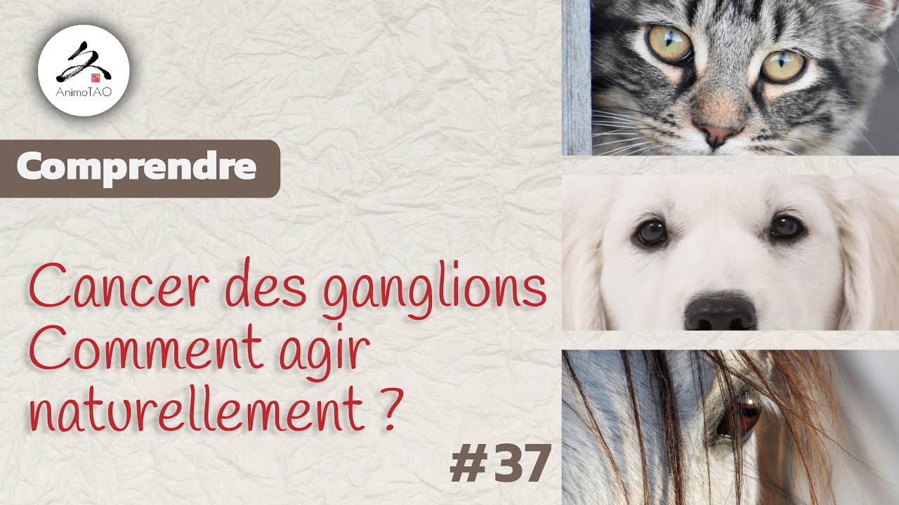 37 Cancer des ganglions (Lymphome) chez le chien ou le chat. Comment — free download