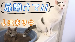 お風呂の扉が閉まると不安になって鳴く猫