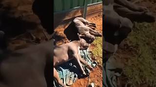 One Noise = Full Panic Mode Activated 🚨🐕😂 #dogfacts #dogbehavior #funnydogvideos