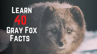 40 Amazing Gray Fox Facts