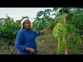She Left Belgium To Cultivate 10 Hectares In Guinea The Inspiring Story Of Mrs Douno She Left Belgium To Cultivate 10 Hectares In Guinea The Inspiring Story Of Mrs Douno