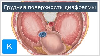 Грудная поверхность диафрагмы - Анатомия человека | Kenhub